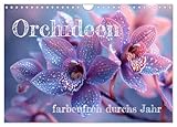 Orchideen - farbenfroh durchs Jahr (Wandkalender 2025 DIN A4 quer), CALVENDO Monatskalender