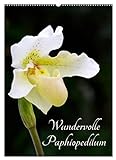 Wundervolle Paphiopedilum (Wandkalender 2023 DIN A2 hoch), Calvendo Monatskalender