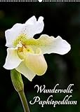Wundervolle Paphiopedilum (Wandkalender 2022 DIN A2 hoch): Blütenportraits dieser wundervollen Orchideengattung (Planer, 14 Seiten ) (CALVENDO Natur)