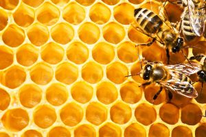 Bienen und Honig